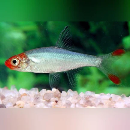 12-6-1.webp Rummynose Rasbora