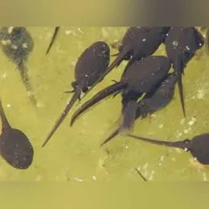Bullfrog Tadpole