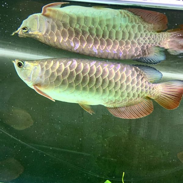 12.jpg Hight Back Golden Arowana