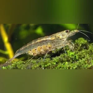 12-7-1.webp Japonica Shrimp (Lot of 6)