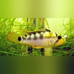 12-9-1.webp Apistogramma Baenschi Dwarf Cichlid