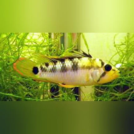 12-9-1.webp Apistogramma Baenschi Dwarf Cichlid