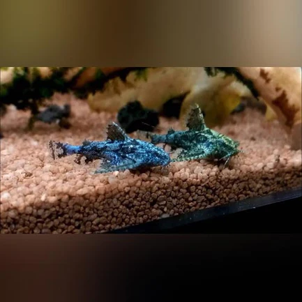 12-9.webp Stone Catfish