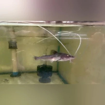 121.webp Dorado Catfish