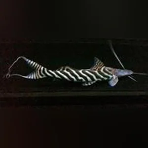 Tigrinis Catfish