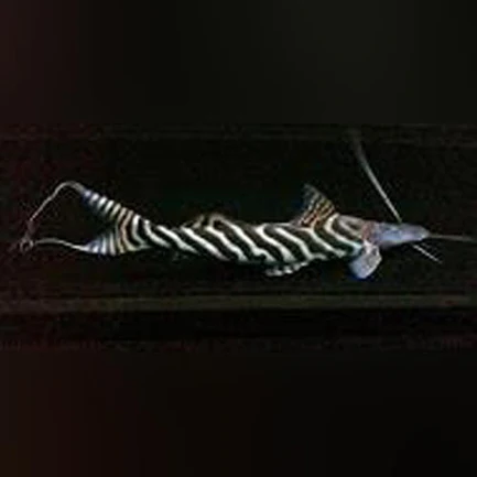126.webp Tigrinis Catfish