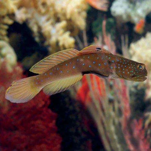 127400L.webp Blue Spot Watchman Goby