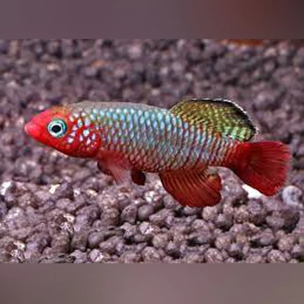 13-1-1.webp Nothobranchius rubripinnus Killifish (Pair)