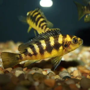 13-1.webp Bumblebee Cichlid