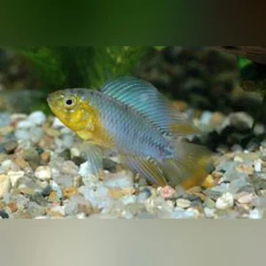 13-10-1.webp Apistogramma Borellii Dwarf Cichlid