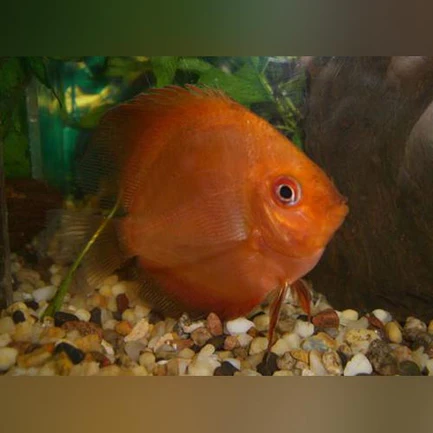 13-12.webp Super Red Discus