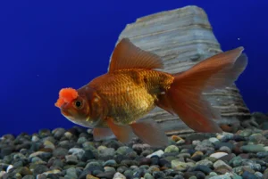 13-13.webp Chocolate Pom Pom Goldfish