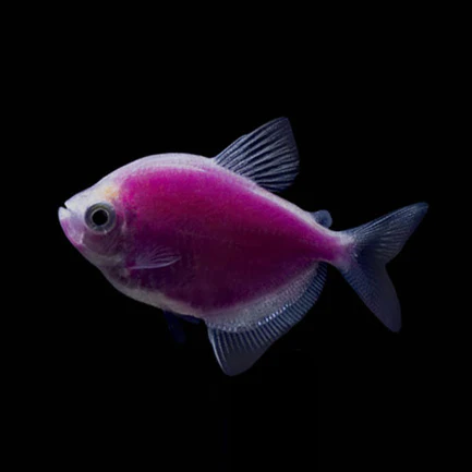 13-14.webp Galactic Purple GloFish Tetra