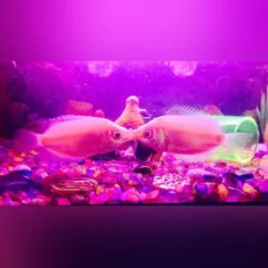 Pink Kissing Gourami