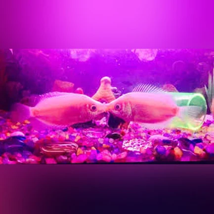 13-16.webp Pink Kissing Gourami