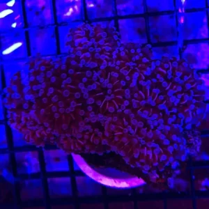 13.webp Cristata Euphyllia Coral