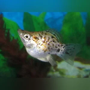 13-4.webp Balloon Molly