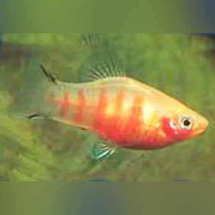 13-5.webp Bleeding Heart Platy