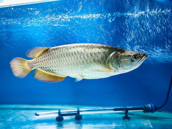 13.jpg Jardini Arowana Fish