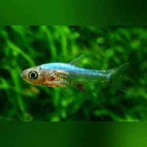 13-7-1.webp Blue Axelrodi Rasbora