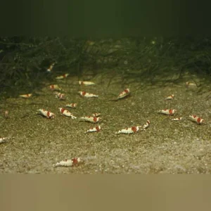 13-8-1.webp Crystal Red Shrimp Grade S