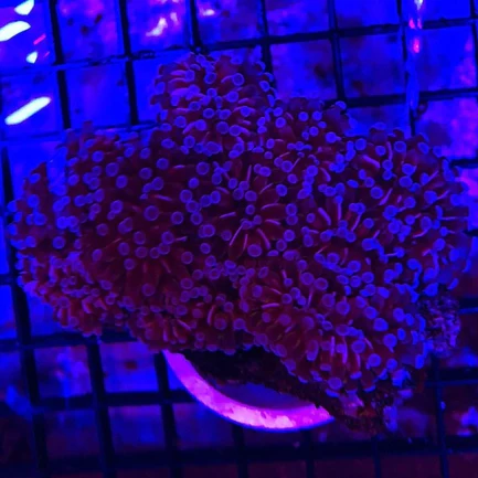 13.webp Cristata Euphyllia Coral