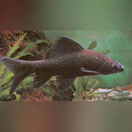 131.webp Black Labeo Shark