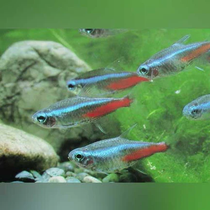 132.webp Neon Tetra