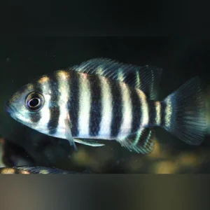 14-1.webp Buttikoferi Cichlid