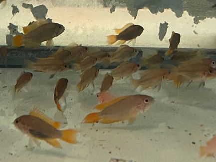 14-10.webp Apistogramma Cacatuoides Orange Flash