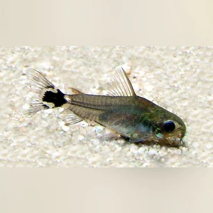 14-11.webp Cory Hastatus