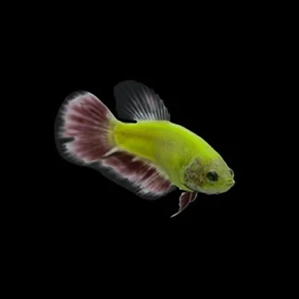 14-15.webp Glo Betta Green