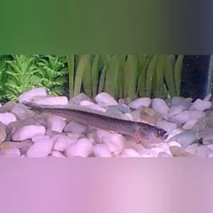 14-16.webp Prehistoric Dragon Goby