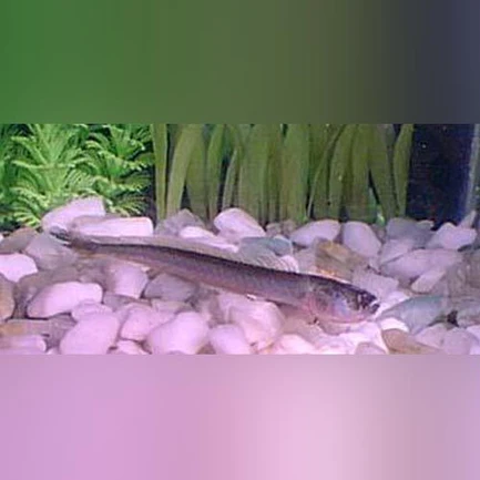 14-16.webp Prehistoric Dragon Goby