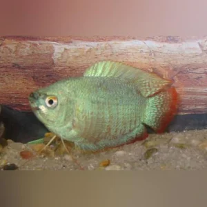 14-17.webp Powder Blue Dwarf Gourami