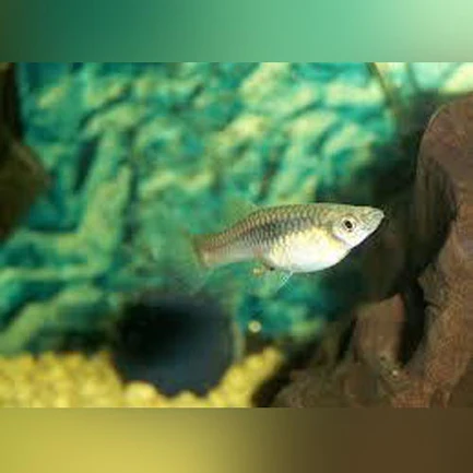 14-18.webp Endler - Female