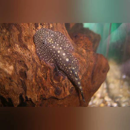 14-3.webp Polka Dot Hillstream Loach