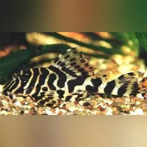 14-6-1.webp L-134 Leopard Frog Pleco