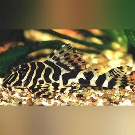 L-134 Leopard Frog Pleco