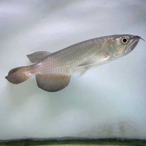 14.jpg Leichardti Arowana For Sale