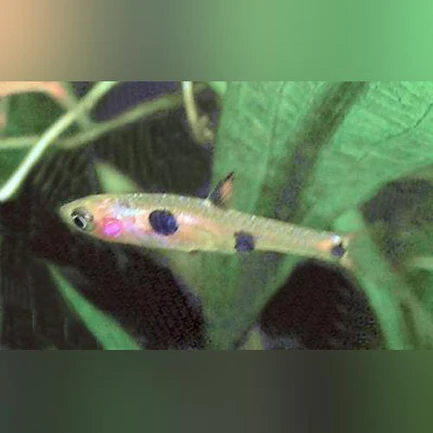 14-7.webp Clown Spot Dwarf Rasbora