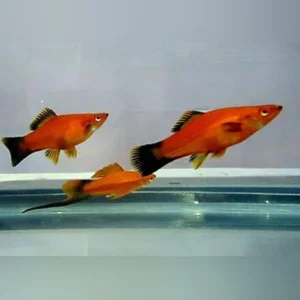 141.webp Assorted Swordtails (Lot of 6)