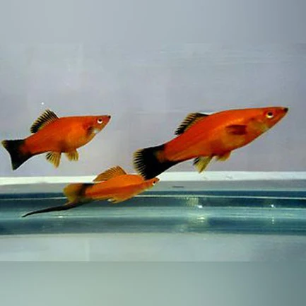 141.webp Assorted Swordtails (Lot of 6)