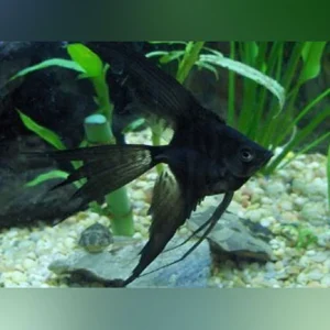 144.webp Full Black Veil Angelfish