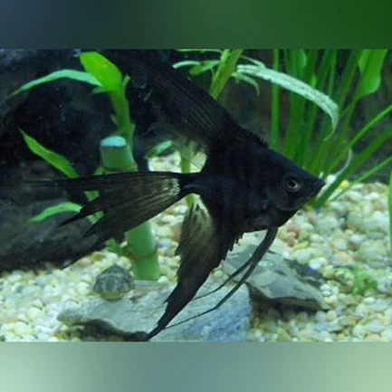 144.webp Full Black Veil Angelfish