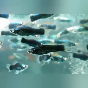 145.webp Black Nubian Swordtail