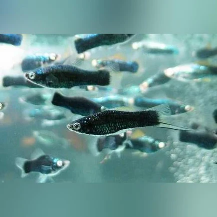 145.webp Black Nubian Swordtail