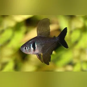 148.webp Black Phantom Tetra