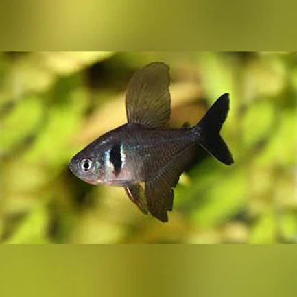 148.webp Black Phantom Tetra