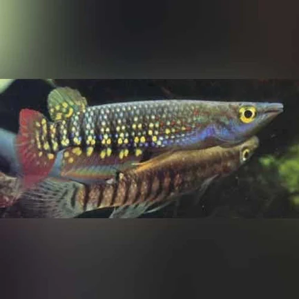 15-1-1.webp Rainbow Striped Killifish